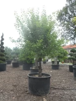 Abrikozenboom (Prunus Armeniaca) -Tuinplanten Winkel prunus armeniaca halfstam c750