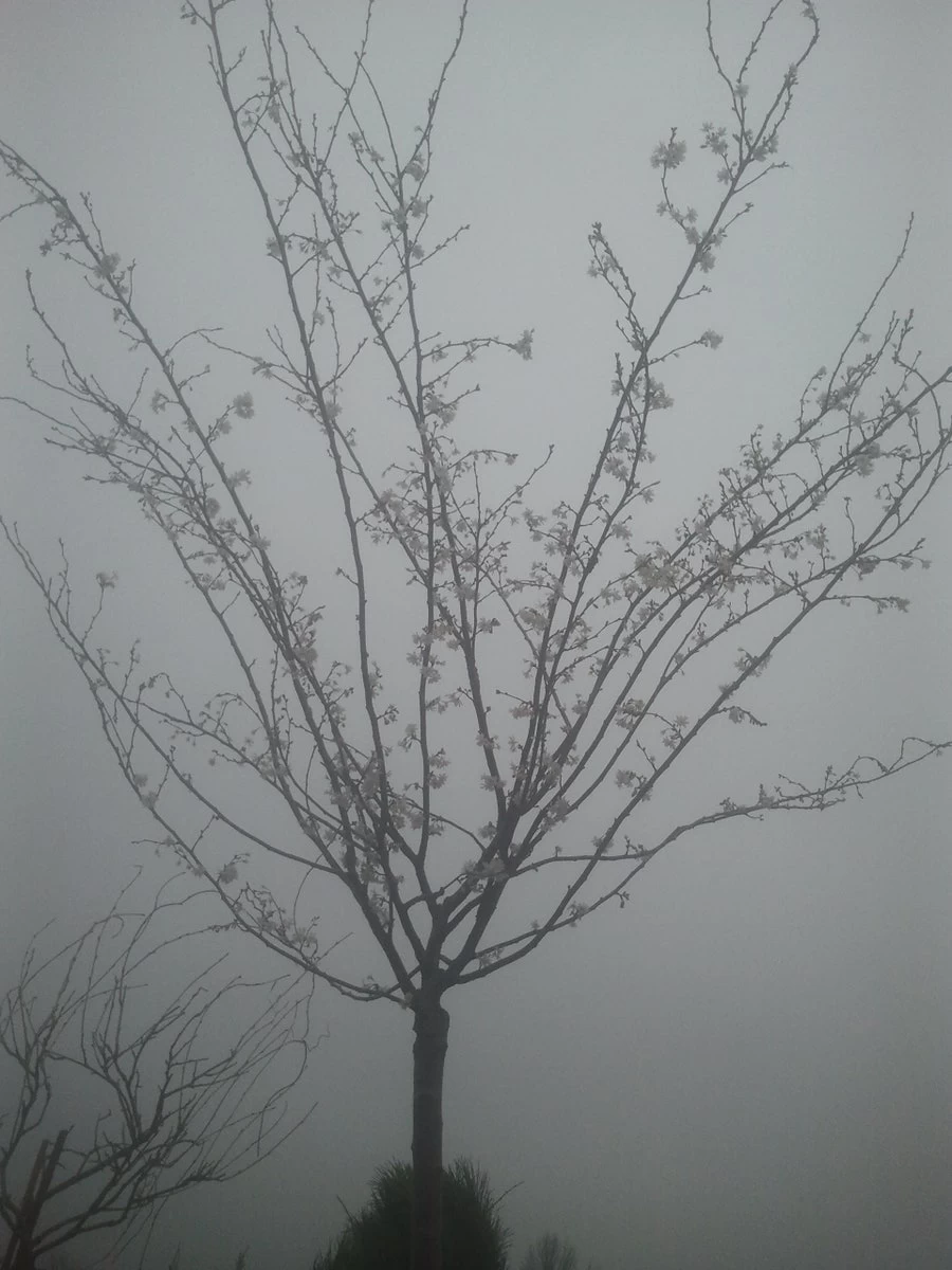 Japanse Sierkers (Prunus Subhirtella 'Autumnalis') 3 Japanse Sierkers (Prunus Subhirtella 'Autumnalis') - Afbeelding 3