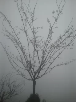 Japanse Sierkers (Prunus Subhirtella 'Autumnalis') -Tuinplanten Winkel prunus autumnalis