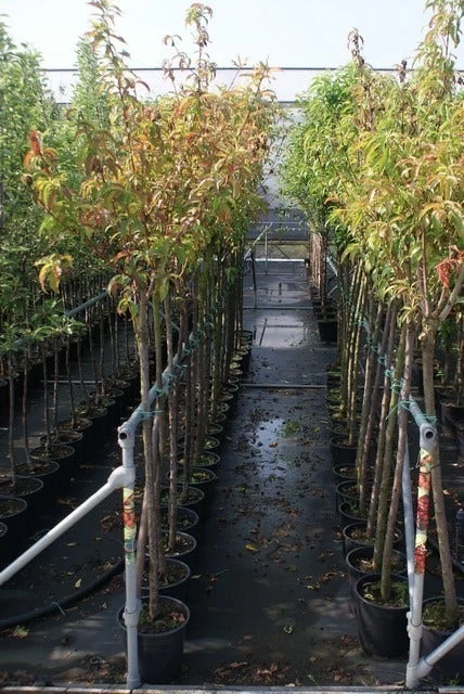 Kersenboom (Prunus Avium 'Merchant') 2 Kersenboom (Prunus Avium 'Merchant') - Afbeelding 2