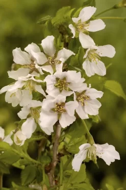 Sierkers (Prunus Incisa 'Kojou-no-mai')