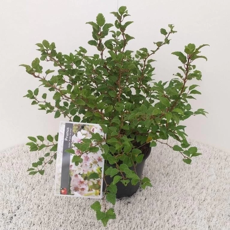 Sierkers (Prunus Incisa 'Kojou-no-mai') 2 Sierkers (Prunus Incisa 'Kojou-no-mai') - Afbeelding 2