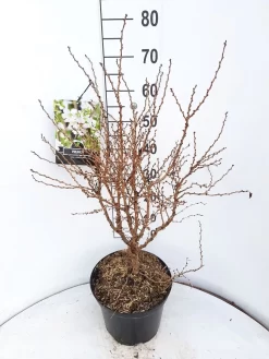 Sierkers (Prunus Incisa 'Kojou-no-mai') 5 Sierkers (Prunus Incisa 'Kojou-no-mai') -Tuinplanten Winkel prunus kojou no mai 60 70 cm c10 v01 1