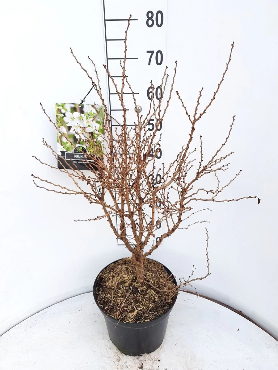 Sierkers (Prunus Incisa 'Kojou-no-mai') 3 Sierkers (Prunus Incisa 'Kojou-no-mai') - Afbeelding 3