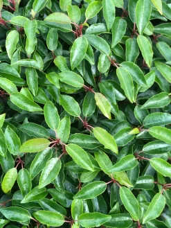 Portugese Laurier Als Grote Bolvorm (Prunus Lusitanica 'Angustifolia') -Tuinplanten Winkel prunus l. angustifolia blad