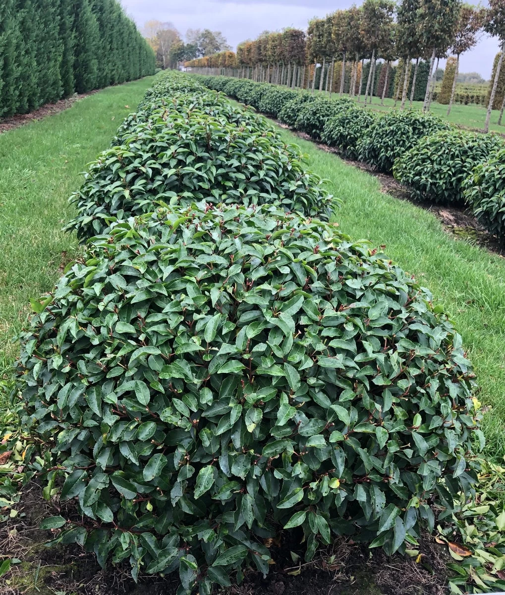 Portugese Laurier Als Grote Bolvorm (Prunus Lusitanica 'Angustifolia') 2 Portugese Laurier Als Grote Bolvorm (Prunus Lusitanica 'Angustifolia') - Afbeelding 2