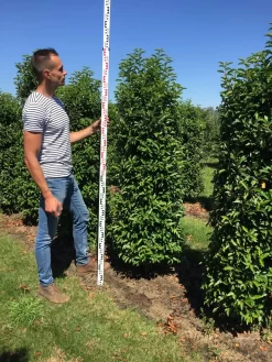 Grote Portugese Laurier (Prunus Lusitanica 'Angustifolia') -Tuinplanten Winkel prunus l ang 175200 1
