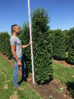 Grote Portugese Laurier (Prunus Lusitanica 'Angustifolia') -Tuinplanten Winkel prunus l ang 200250