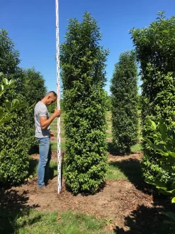 Grote Portugese Laurier (Prunus Lusitanica 'Angustifolia') -Tuinplanten Winkel prunus l ang 300350 1