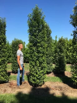 Grote Portugese Laurier (Prunus Lusitanica 'Angustifolia') -Tuinplanten Winkel prunus l ang 350400 1