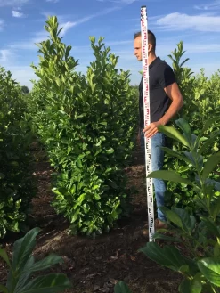Grote Laurierkers (Prunus Laurocerasus 'Rotundifolia') -Tuinplanten Winkel prunus l rot 175200 1