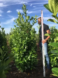 Grote Laurierkers (Prunus Laurocerasus 'Rotundifolia') -Tuinplanten Winkel prunus l rot 200225 1