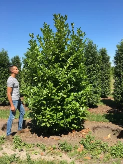 Grote Laurierkers (Prunus Laurocerasus 'Rotundifolia') -Tuinplanten Winkel prunus l rot 300350 x150 br 1