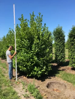 Grote Laurierkers (Prunus Laurocerasus 'Rotundifolia') -Tuinplanten Winkel prunus l rot 350400 x 150 br