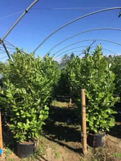 Grote Laurierkers (Prunus Laurocerasus 'Rotundifolia') -Tuinplanten Winkel prunus laur. rotundifolia h160180cm 1