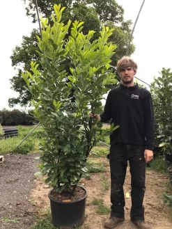 Grote Laurierkers (Prunus Laurocerasus 'Rotundifolia') -Tuinplanten Winkel prunus laur. rotundifolia h180 200cm