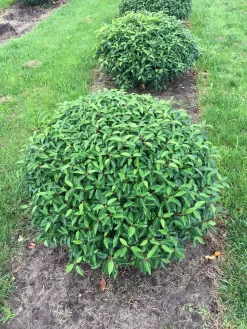 Portugese Laurier Als Grote Bolvorm (Prunus Lusitanica 'Angustifolia') 8 Portugese Laurier Als Grote Bolvorm (Prunus Lusitanica 'Angustifolia') -Tuinplanten Winkel prunus lus. angustifolia bol 1