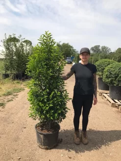 Grote Portugese Laurier (Prunus Lusitanica 'Angustifolia') -Tuinplanten Winkel prunus lus. angustifolia h140160