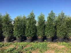 Grote Portugese Laurier (Prunus Lusitanica 'Angustifolia') -Tuinplanten Winkel prunus lus. angustifolia h160180cm