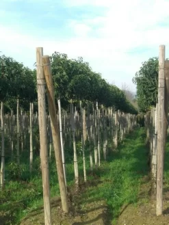Portugese Laurier Als Boom (Prunus Lusitanica 'Angustifolia') -Tuinplanten Winkel prunus lusitanica