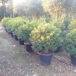 Portugese Laurier Als Bol (Prunus Lusitanica 'Angustifolia') -Tuinplanten Winkel prunus lusitanica 1