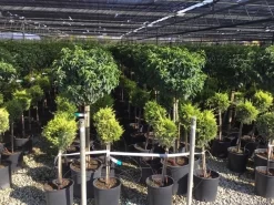 Portugese Laurier Op Stam (Prunus Lusitanica 'Angustifolia') 11 Portugese Laurier Op Stam (Prunus Lusitanica 'Angustifolia') -Tuinplanten Winkel prunus lusitanica 80cm stam