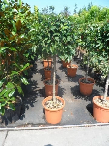 Portugese Laurier Als Boom (Prunus Lusitanica) 2 Portugese Laurier Als Boom (Prunus Lusitanica) - Afbeelding 2