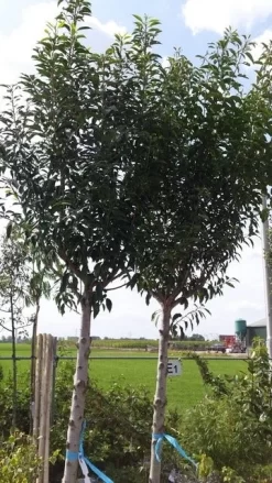 Portugese Laurier Als Boom (Prunus Lusitanica 'Angustifolia') -Tuinplanten Winkel prunus lusitanica als boom01