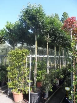 Portugese Laurier Als Boom (Prunus Lusitanica 'Angustifolia') -Tuinplanten Winkel prunus lusitanica angustifolia 1