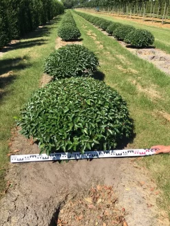 Portugese Laurier Als Grote Bolvorm (Prunus Lusitanica 'Angustifolia') -Tuinplanten Winkel prunus lusitanica angustifolia 100 cm breed bol drkl
