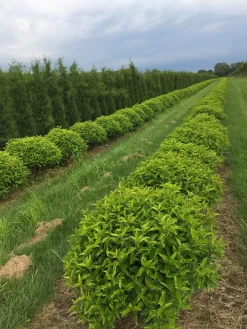 Portugese Laurier Als Grote Bolvorm (Prunus Lusitanica 'Angustifolia')