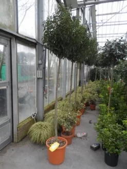 Portugese Laurier Als Boom (Prunus Lusitanica 'Angustifolia') -Tuinplanten Winkel prunus lusitanica angustifolia 150stam c25