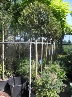 Portugese Laurier Als Boom (Prunus Lusitanica 'Angustifolia') -Tuinplanten Winkel prunus lusitanica angustifolia 150stam c35 1