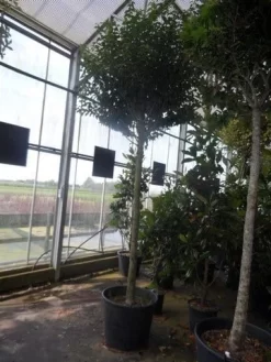 Portugese Laurier Als Boom (Prunus Lusitanica 'Angustifolia') -Tuinplanten Winkel prunus lusitanica angustifolia 16 18ho c90