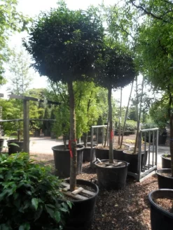 Portugese Laurier Als Boom (Prunus Lusitanica 'Angustifolia') -Tuinplanten Winkel prunus lusitanica angustifolia 18 20 ho c130