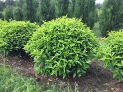 Portugese Laurier Als Grote Bolvorm (Prunus Lusitanica 'Angustifolia') -Tuinplanten Winkel prunus lusitanica angustifolia 90 cm breed bol drkl