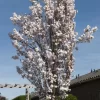 Japanse Sierkers Als Zuilboom (Prunus Serrulata 'Amanogawa')