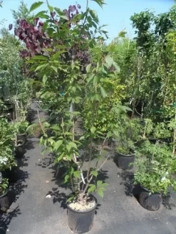 Sierkers, Struikvorm (Prunus Serrulata 'Kanzan') -Tuinplanten Winkel prunus serrulata kanzan 150 175 200 c25