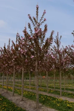 Grote Sierkers (Prunus Serrulata 'Kanzan') -Tuinplanten Winkel prunus serrulata kanzan 25 30