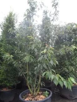 Sierkers, Struikvorm (Prunus Serrulata 'Kanzan') -Tuinplanten Winkel prunus serrulata kanzan 250 300 c250