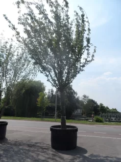 Japanse Sierkers (Prunus Serrulata 'Kanzan') -Tuinplanten Winkel prunus serrulata kanzan 90 100ho c1500 1