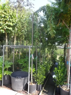 Japanse Treursierkers (Prunus Serrulata 'Kiku-shidare') -Tuinplanten Winkel prunus serrulata kiku shidare zakura 10 12ho cont