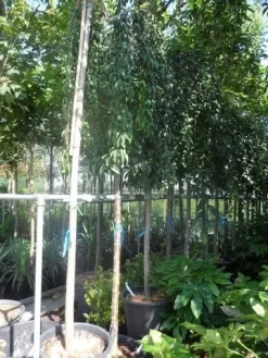 Japanse Treursierkers (Prunus 'Snow Fountain') 9 Japanse Treursierkers (Prunus 'Snow Fountain') -Tuinplanten Winkel prunus snow fountains 14 16 18ho cont. 250stam