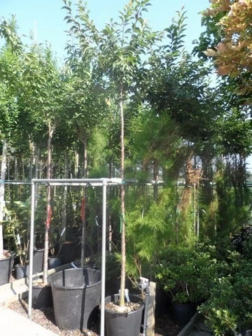 Japanse Sierkers (Prunus Subhirtella 'Autumnalis') 4 Japanse Sierkers (Prunus Subhirtella 'Autumnalis') - Afbeelding 4