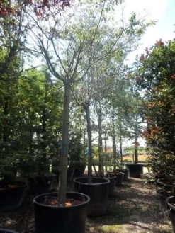 Japanse Sierkers (Prunus Subhirtella 'Autumnalis') 9 Japanse Sierkers (Prunus Subhirtella 'Autumnalis') -Tuinplanten Winkel prunus subhirtella autumnalis 30 35 40ho c350 1