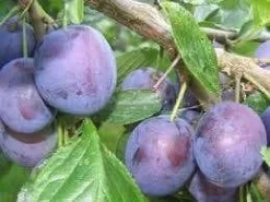 Uitgelichte producten 21 Lei-Pruim (Prunus Domestica 'The Czar')