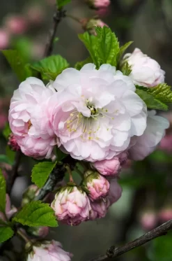 Amandelboompje Als Struik (Prunus Triloba)