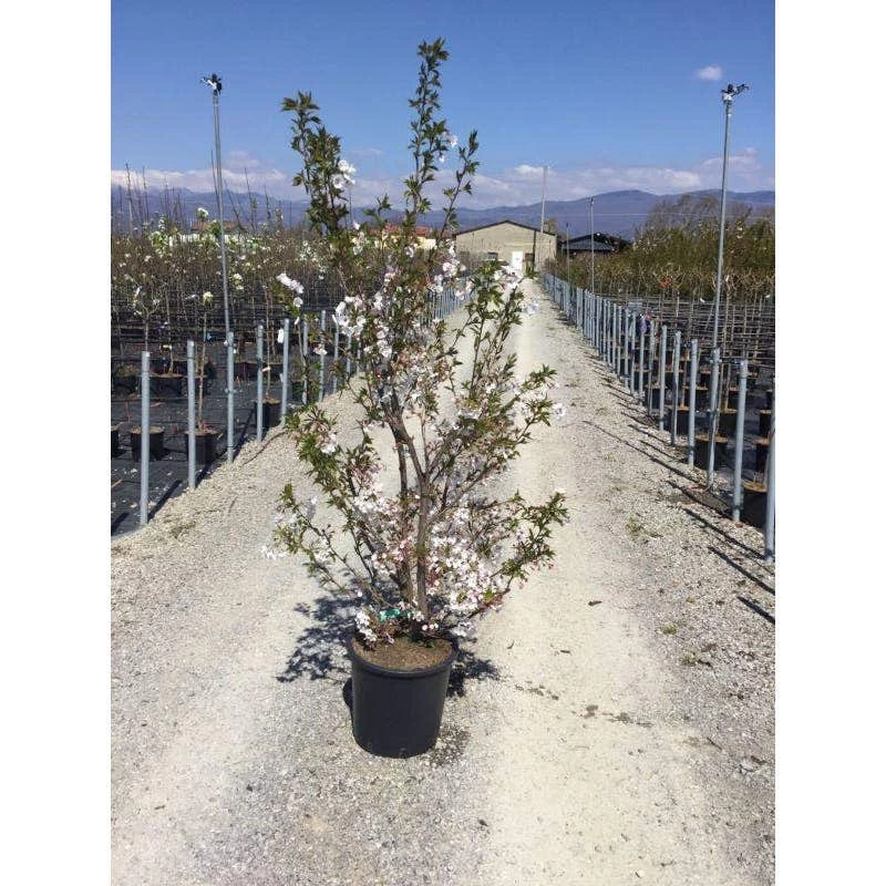 Japanse Sierkers Als Struik (Prunus Yedoensis) 2 Japanse Sierkers Als Struik (Prunus Yedoensis) - Afbeelding 2