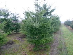 Douglasspar (Pseudotsuga Menziessii) -Tuinplanten Winkel pseudotsuga menziesii 300 400 200 300 002