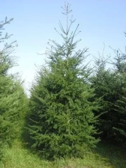 Douglasspar (Pseudotsuga Menziessii) -Tuinplanten Winkel pseudotsuga menziesii 400 450 4